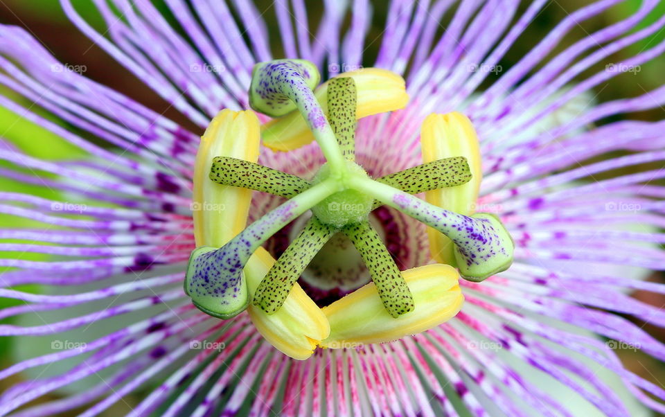 A blooming Lady Margaret in Florida. 