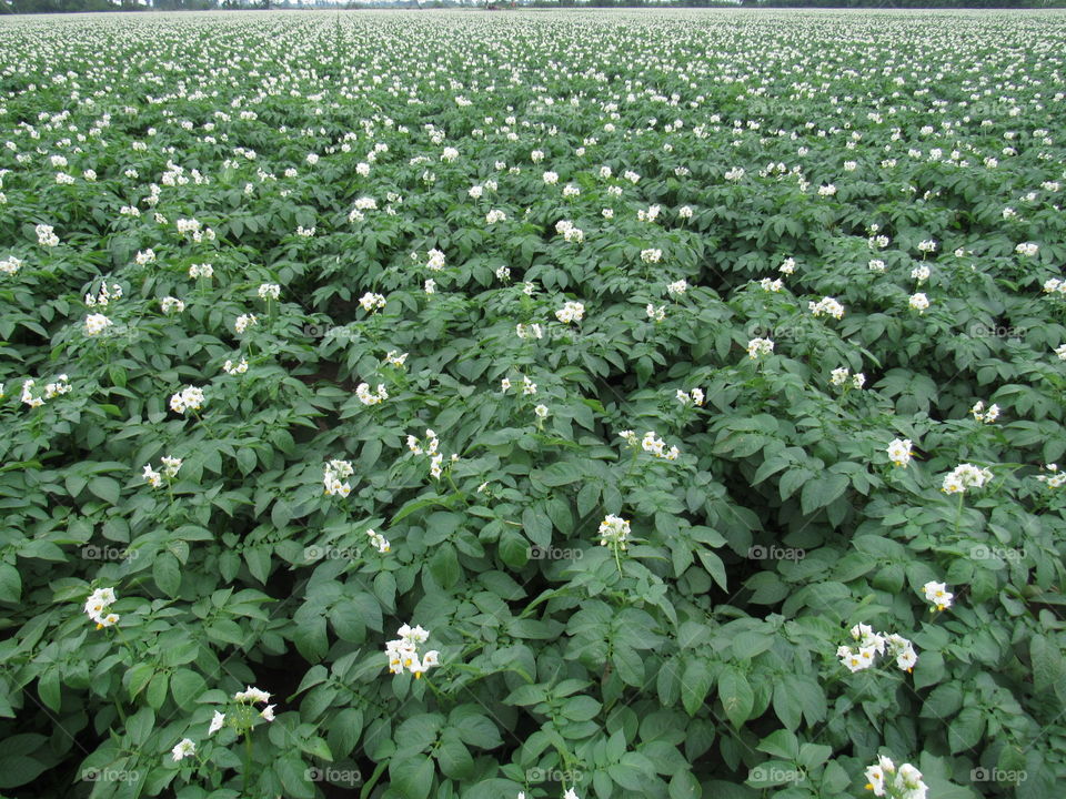 Potato field 