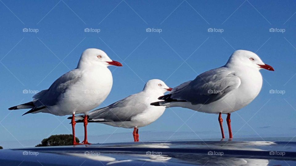 gulls ocean rode