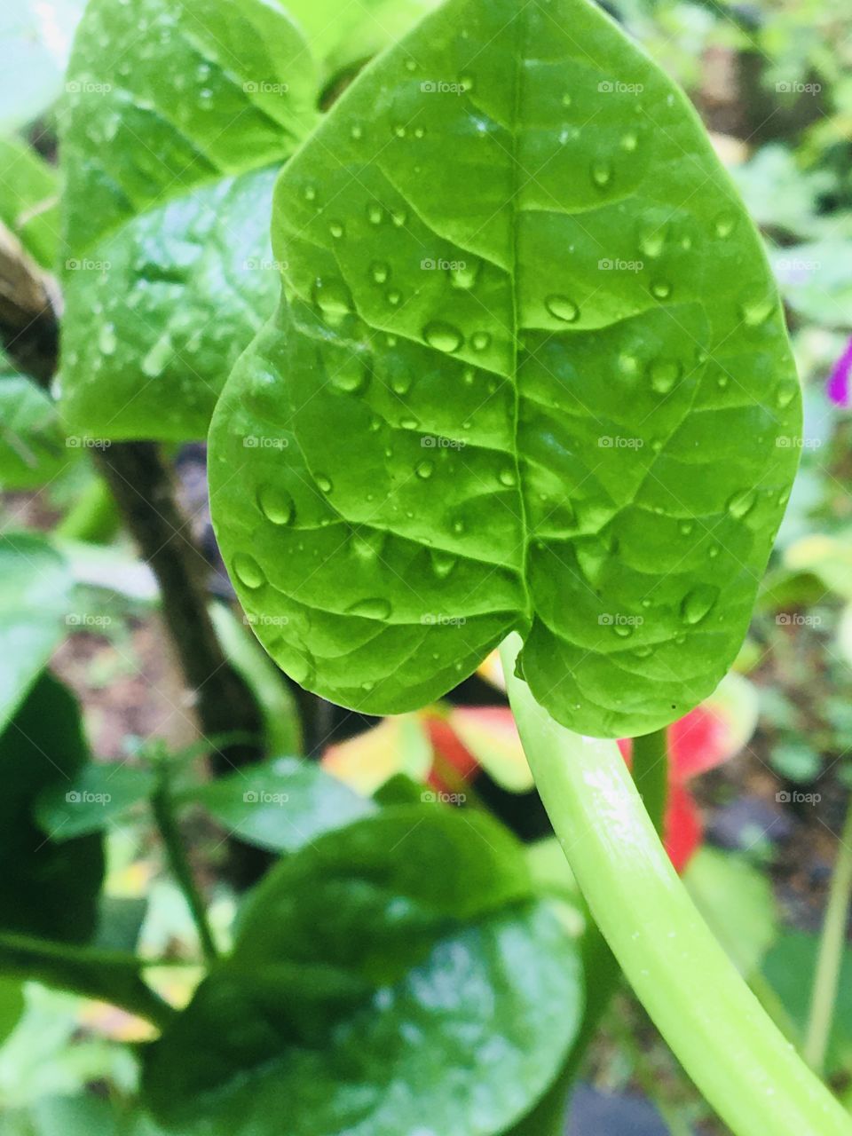 Water drops on the leaf