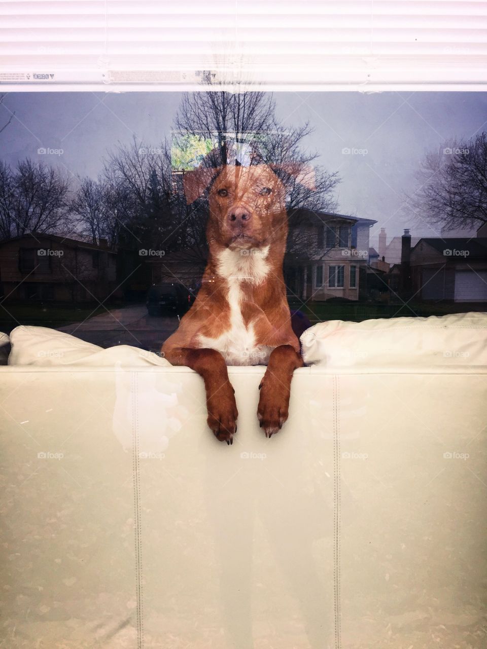 Guard dog through the window 