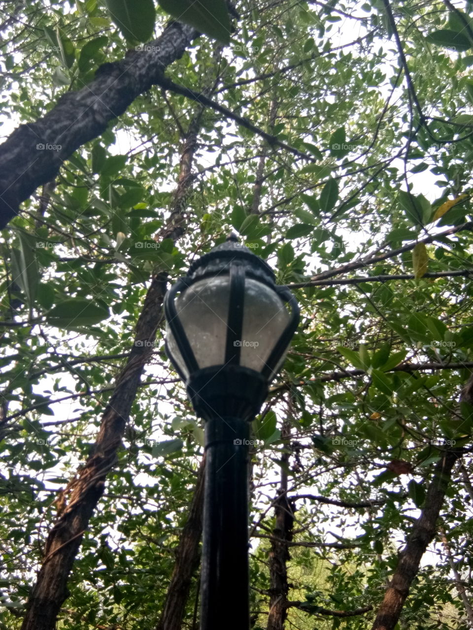 art
lamp 
tree