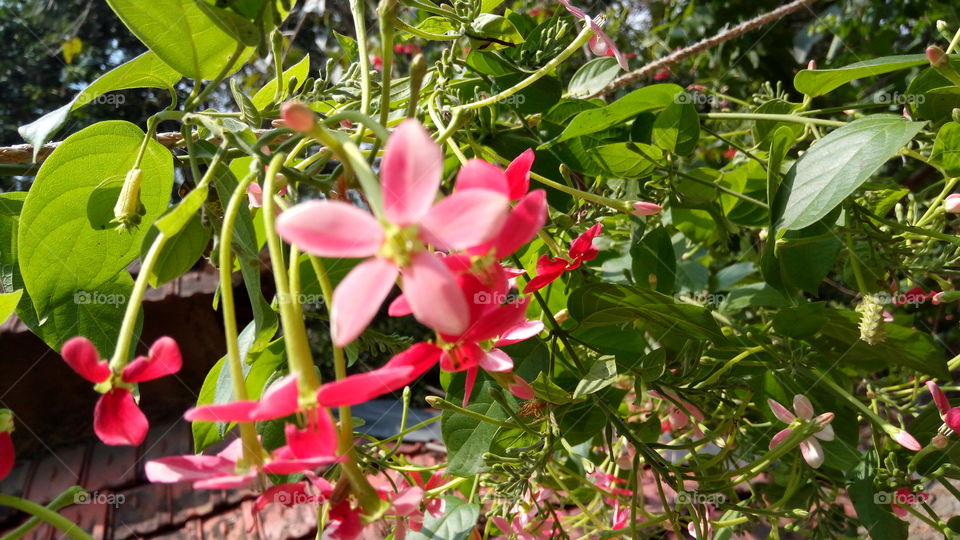 Bunch of red flower and pink flower in garden