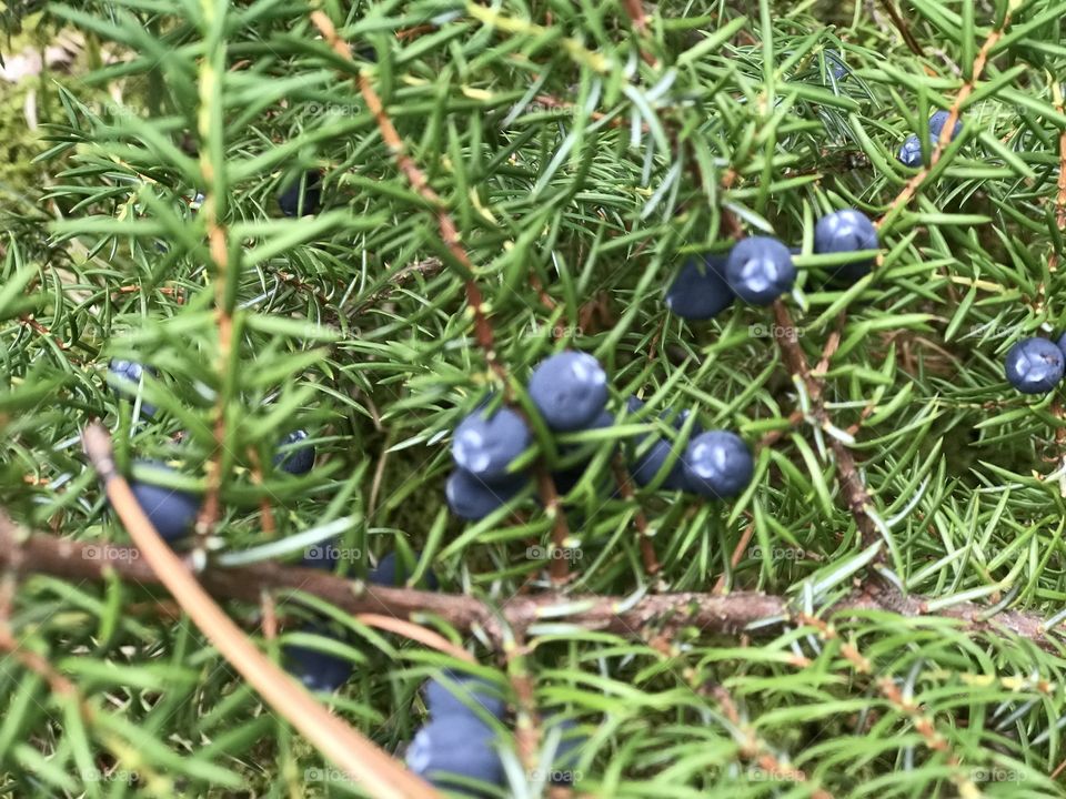 Alaskan Blueberries 