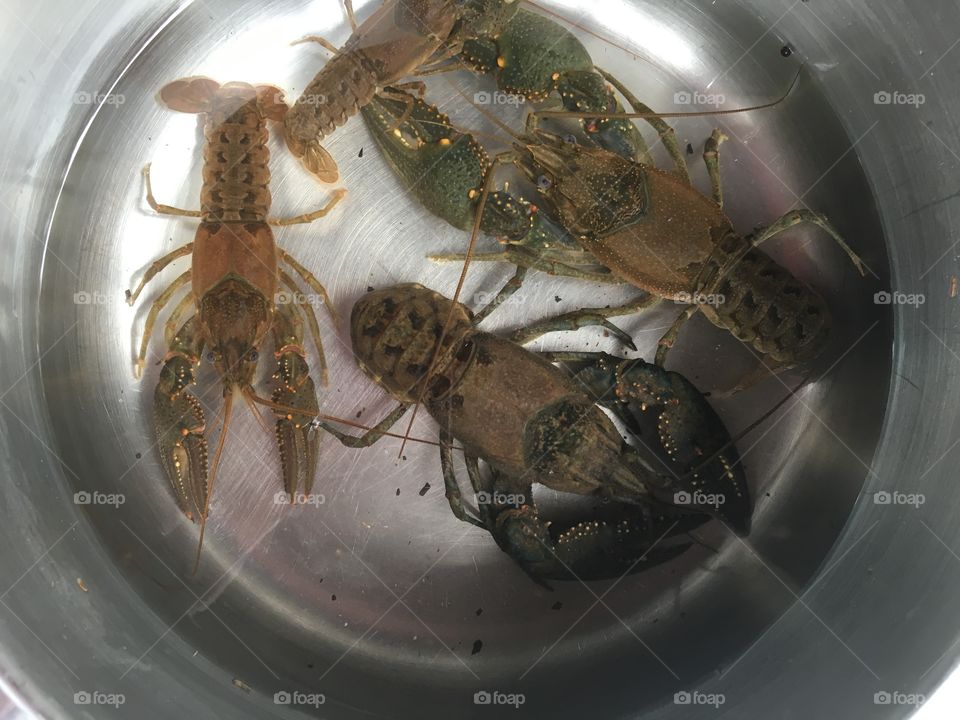 Crawfish in pot