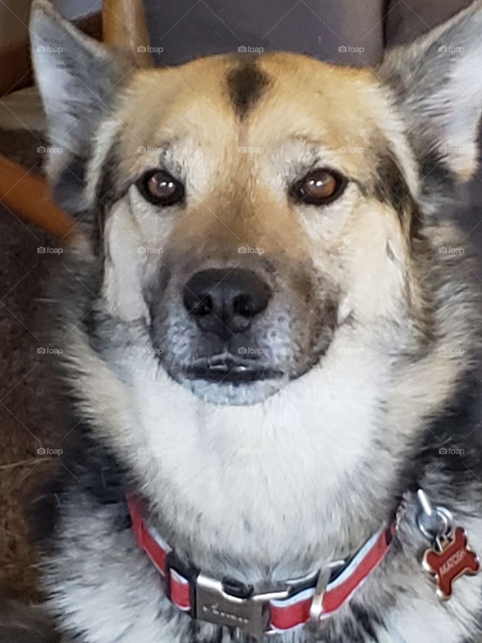 husky shepherd face