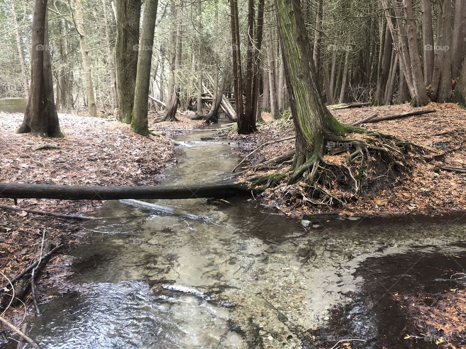 Crisp Clear Gently flowing stream in a cedar forest. 