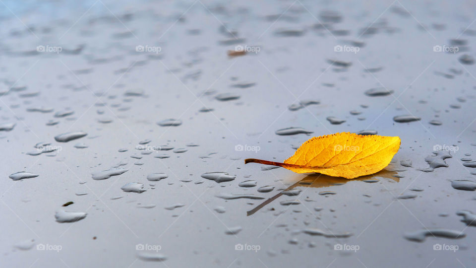 Abstract autumn background. Rain drops and yellow leaves on a gray background.