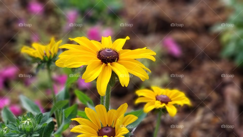 Yellow flowers in bloom