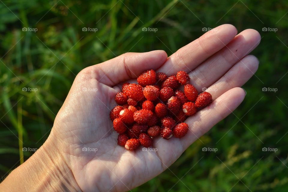 wild strawberries in the female hand green background, tasty healthy summer food