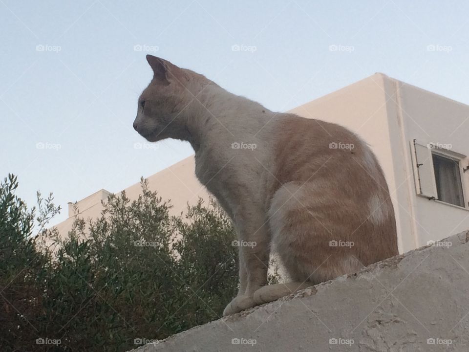 Cat on a ledge 