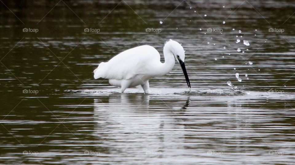 Egret catches fish