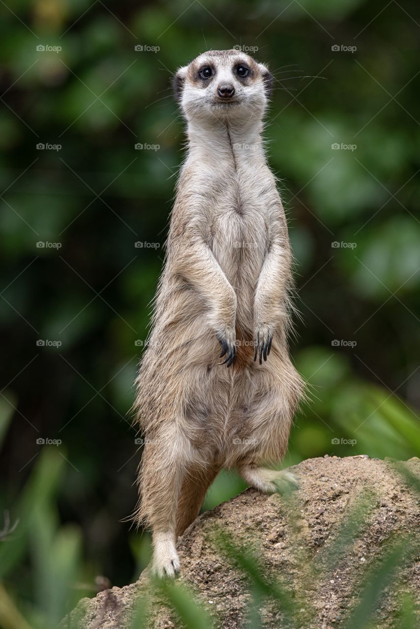 Meerkat standing on guard 