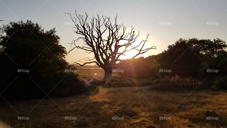 Sunrise trough a shadowy large dead oak tree in an open field flanked by trees and bushes on either side and open view towards a bay behind the oak tree