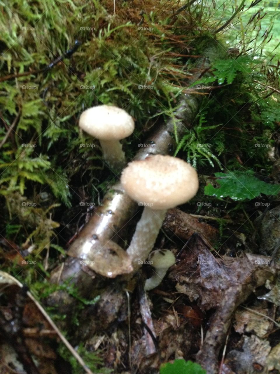 Mushrooms in the 
lush  fall forest