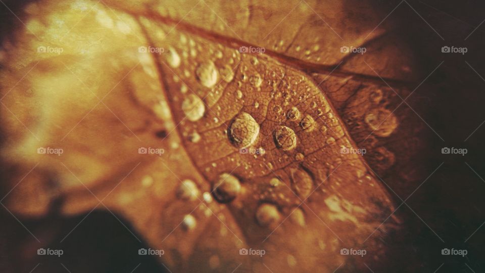 Desktop, Texture, Nature, Drop, Closeup