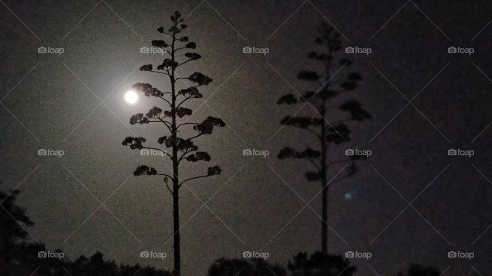Full moon over South Texas