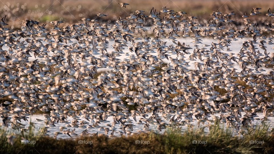 Flock of Birds flying over lake