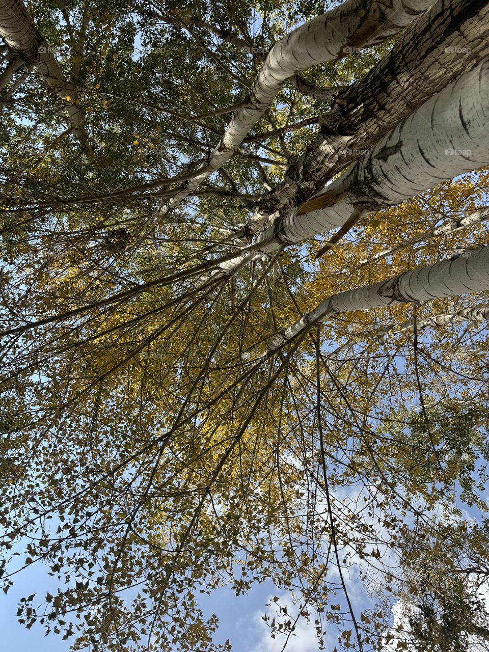 Towering autumn trees