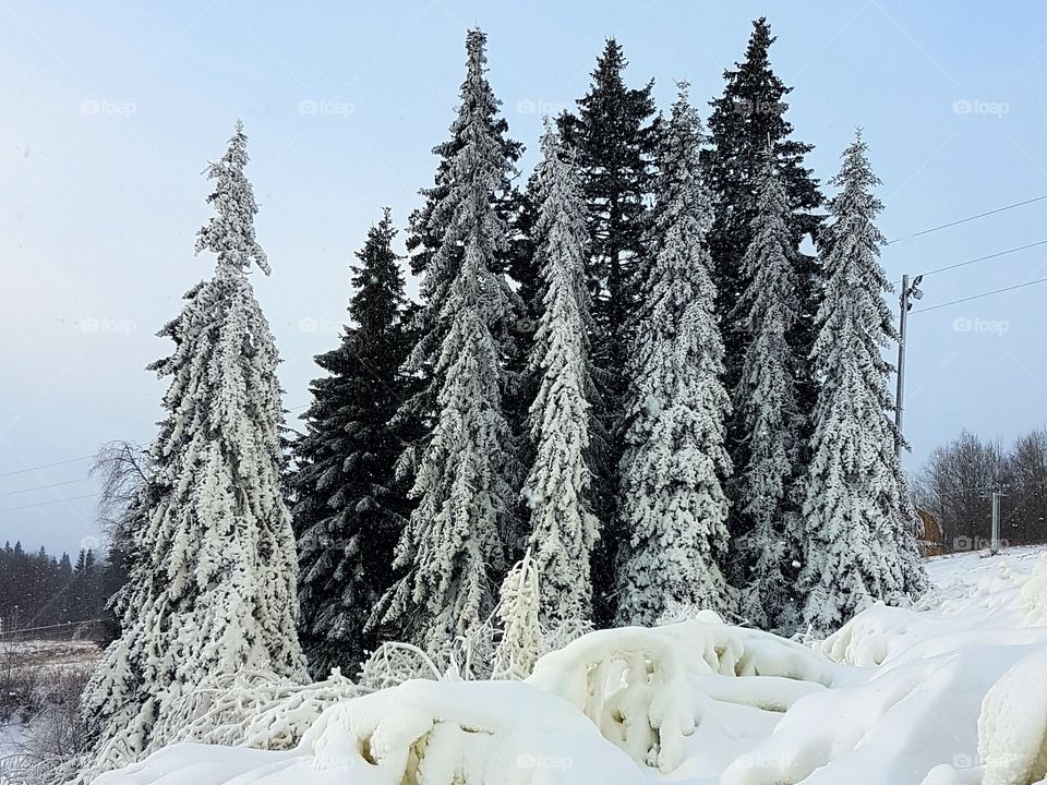 Trees covered with snow