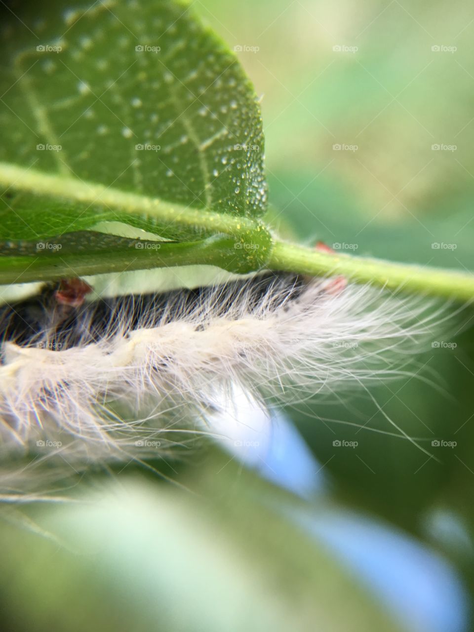 White caterpillar - poisonous