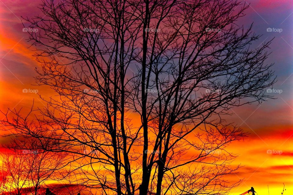 Vivid sunset with a tree