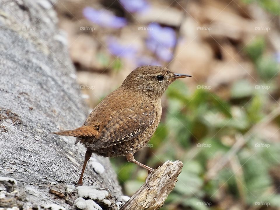 Wren