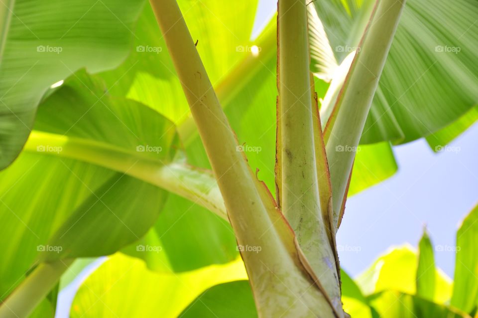 Leaf, Flora, Growth, Banana, Nature
