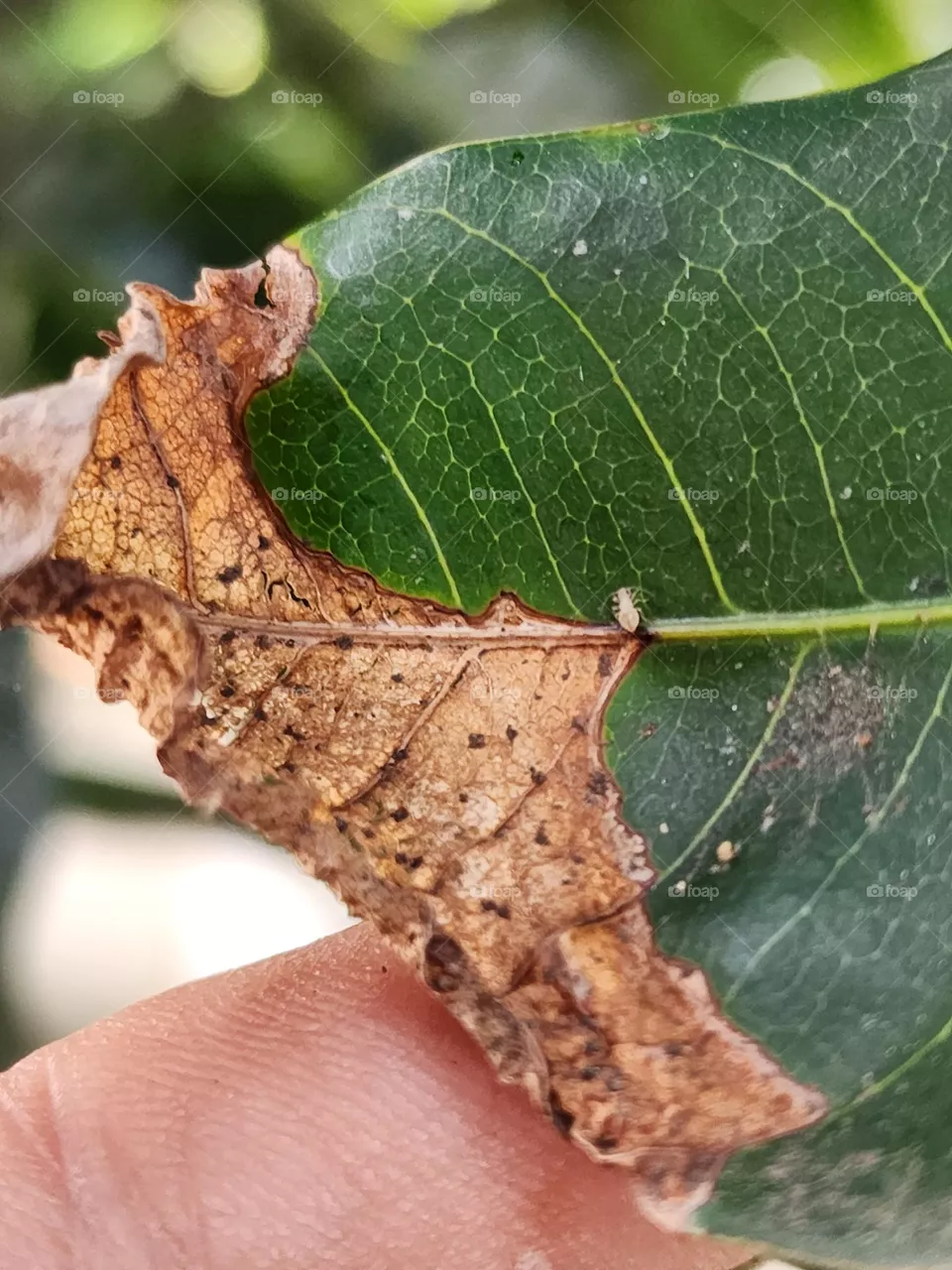 dry leaf