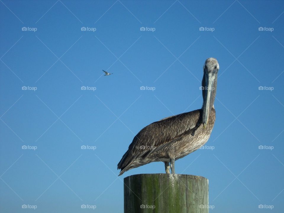 Pelican posing for a picture