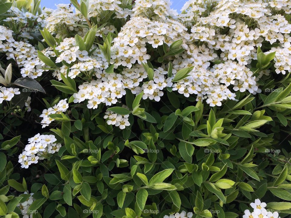 Tiny flowers in dense compact small bush