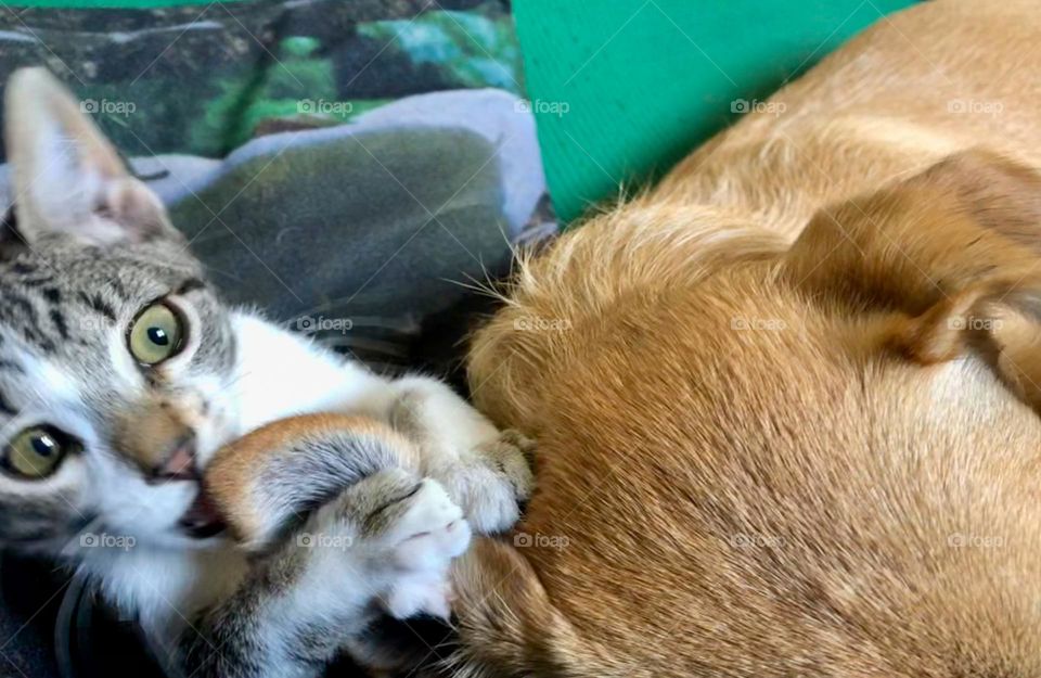 Tiny kitten biting on a large sleeping dog’s ear