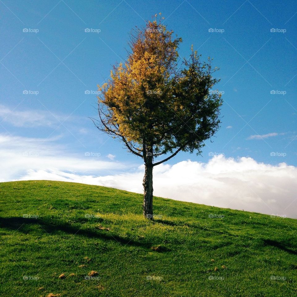 Tree on a hill