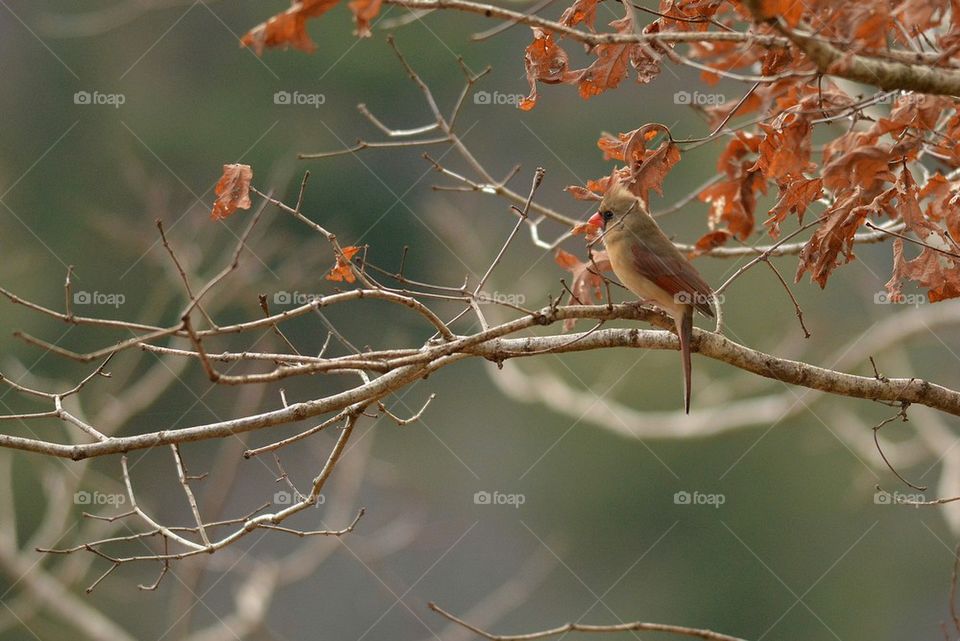 Female Cardinal