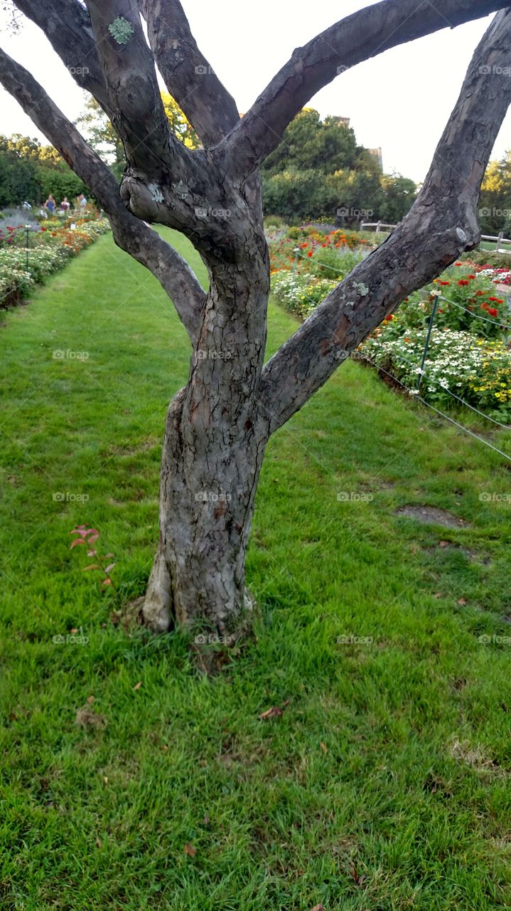 Tree, Nature, Grass, Outdoors, Landscape