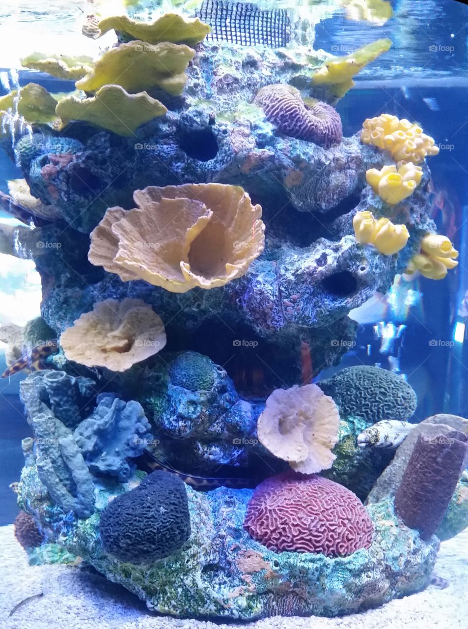 leather coral reef