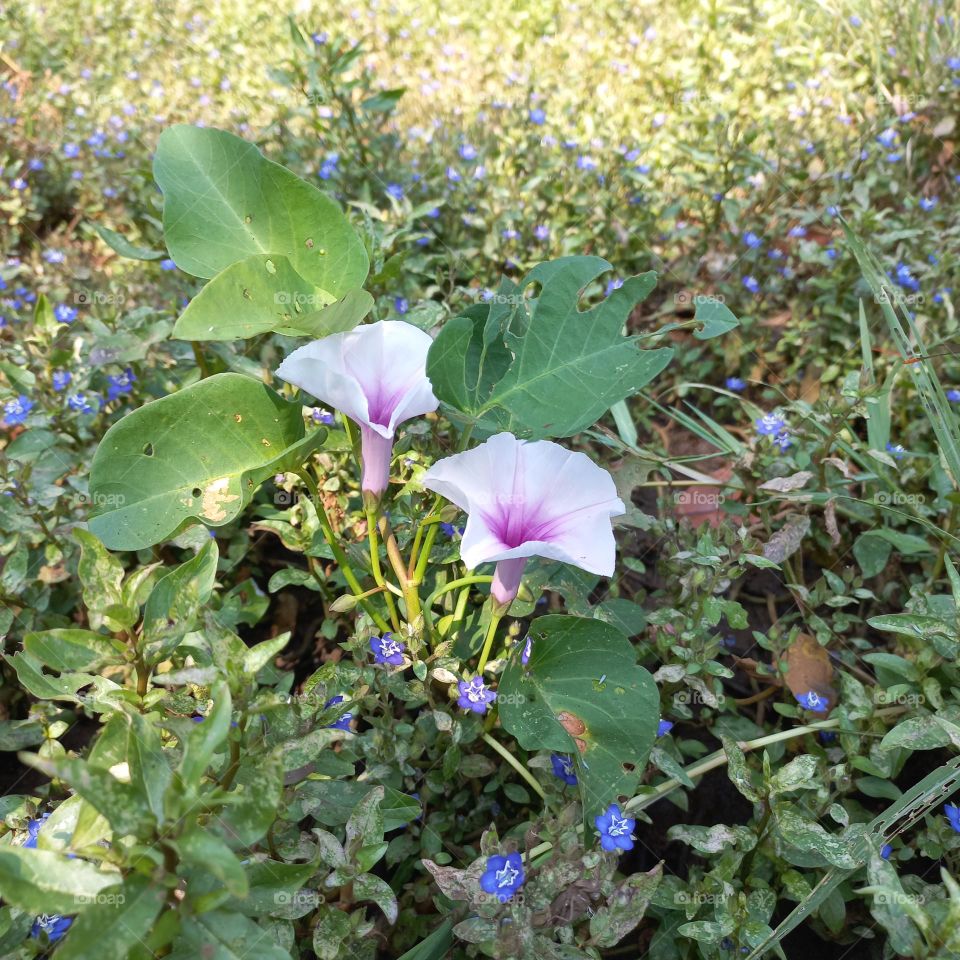 Kale flowers that are blooming and growing wild on the edge of the rice fields