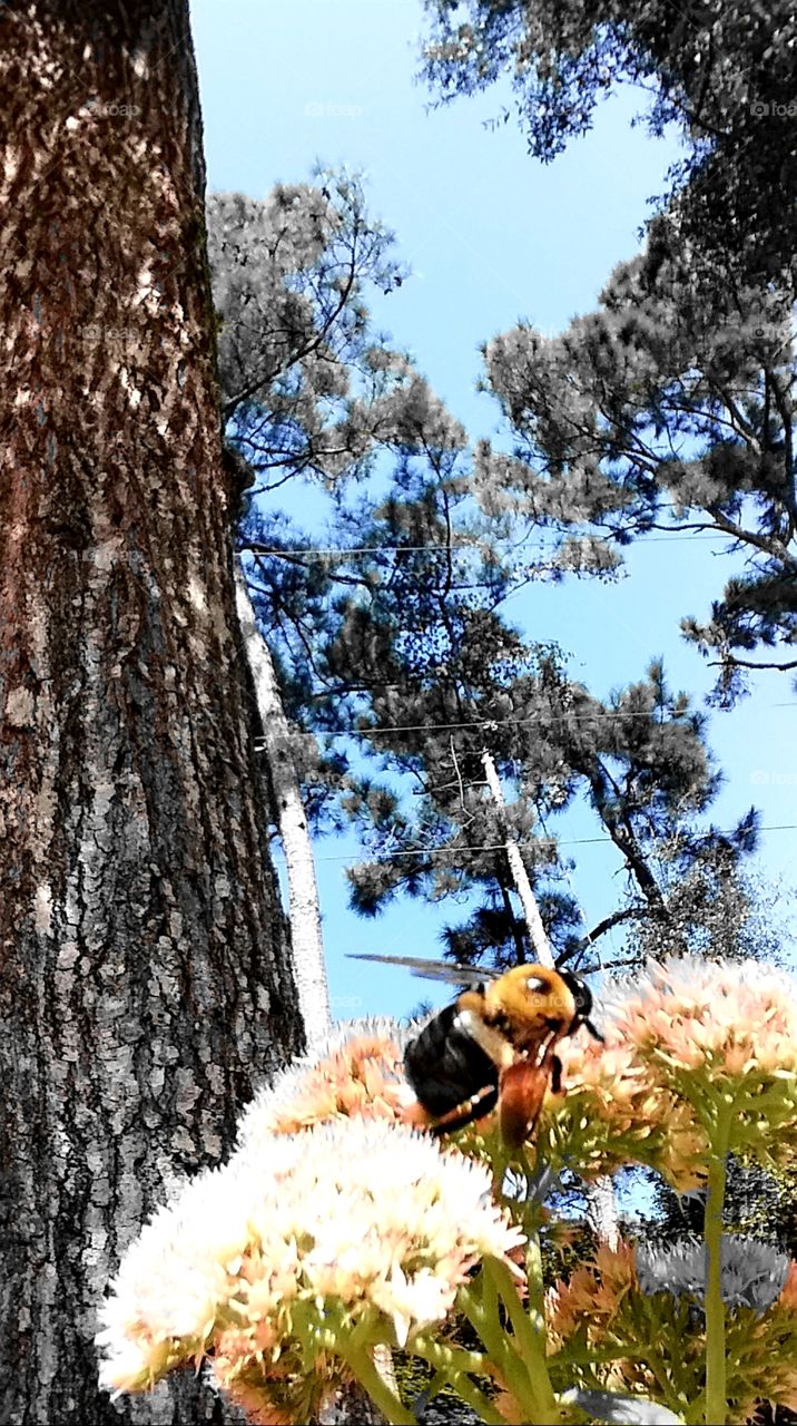 this bee was not happy with me!