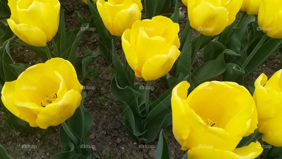 tulipd
