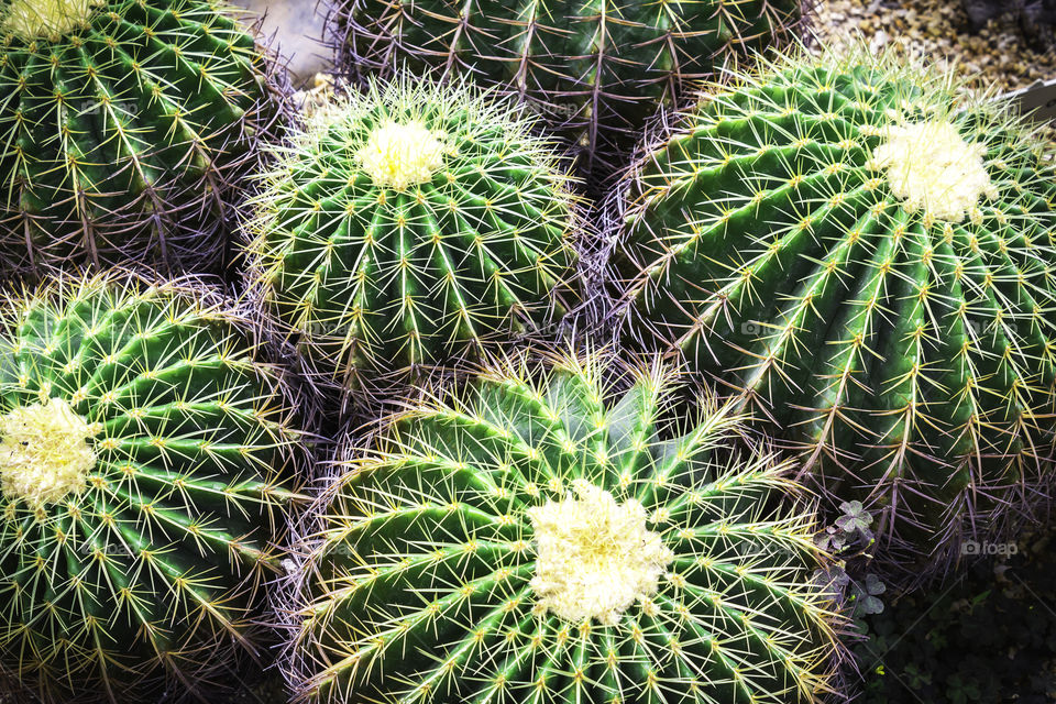 Cactus. Green cactus in the garden