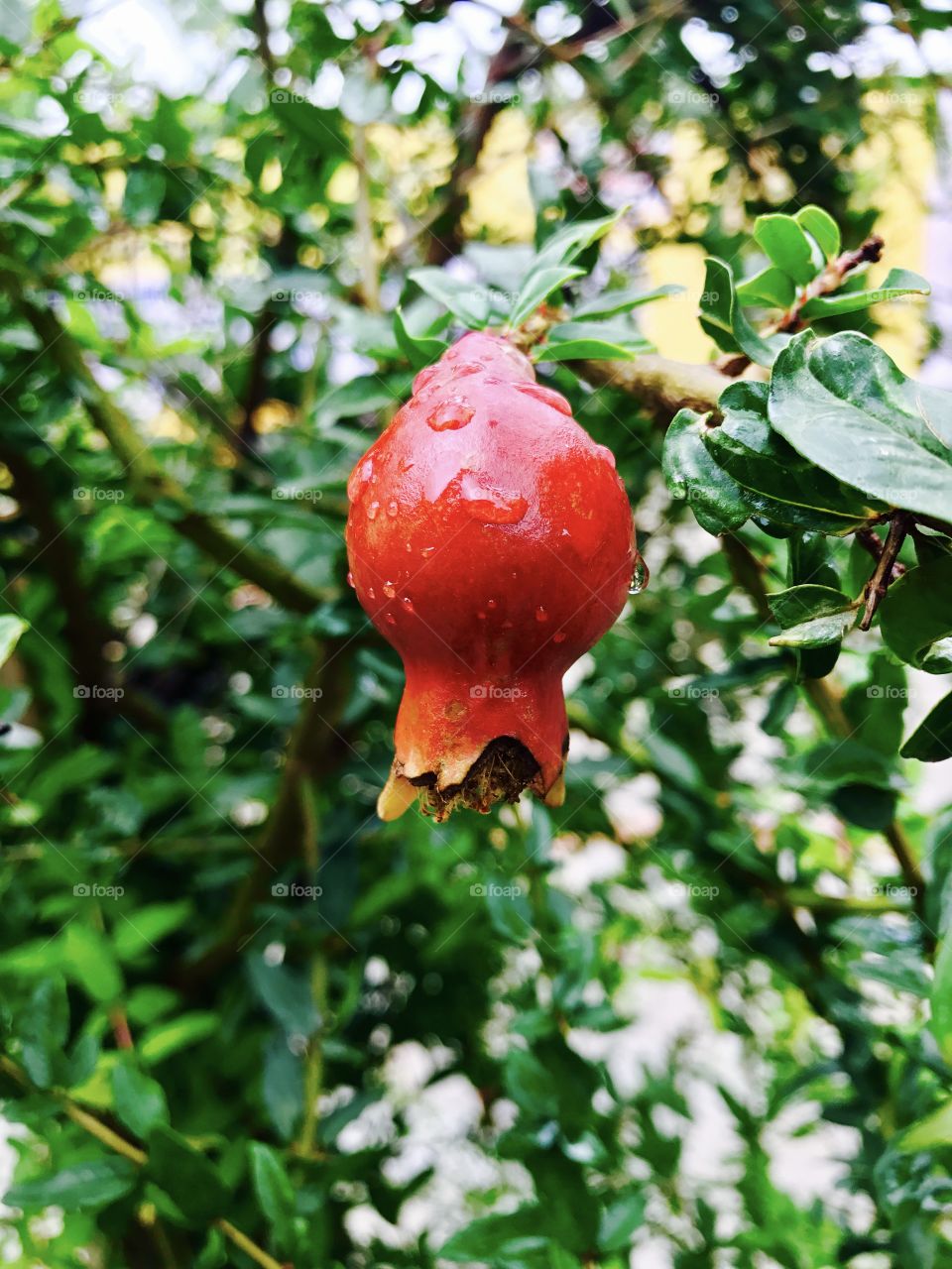 pomegranate