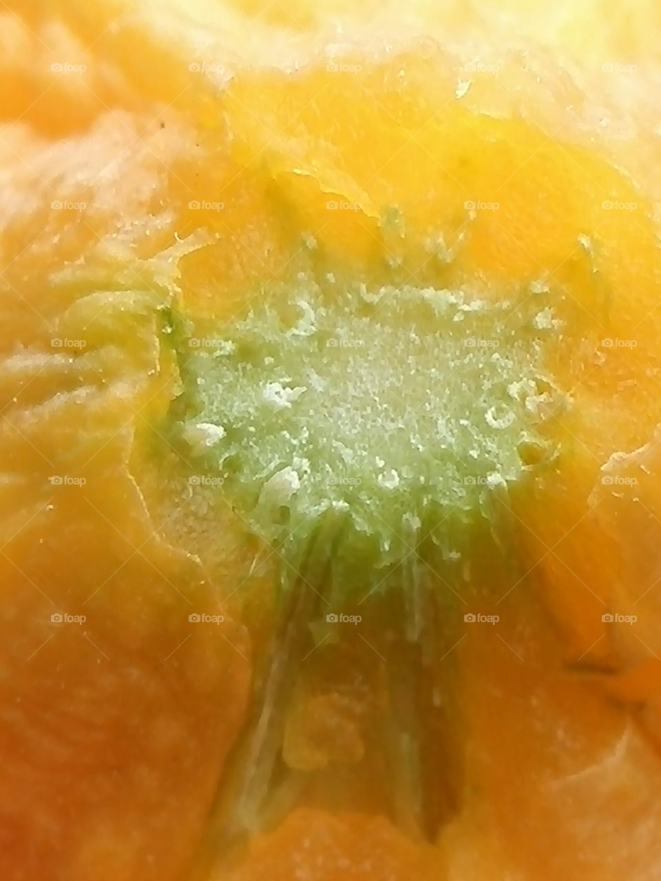 Exploring the bitter gourd surface - 6