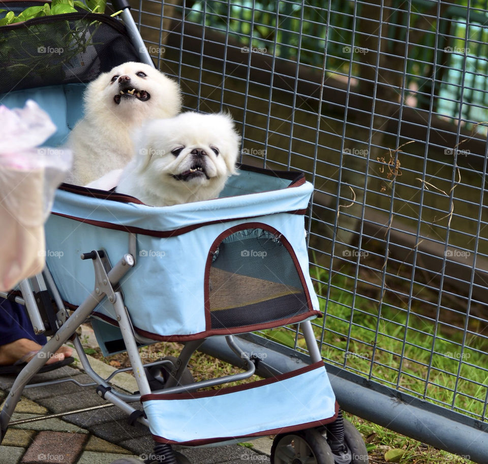 baby dogs twins lazy by hkjohan