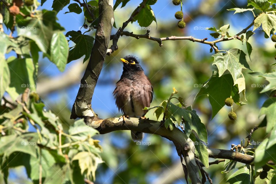 African Indian Myna Bird