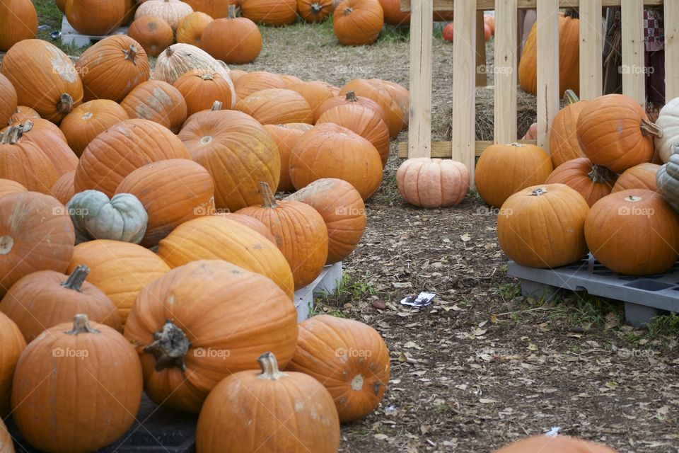 Pumpkin Patch 