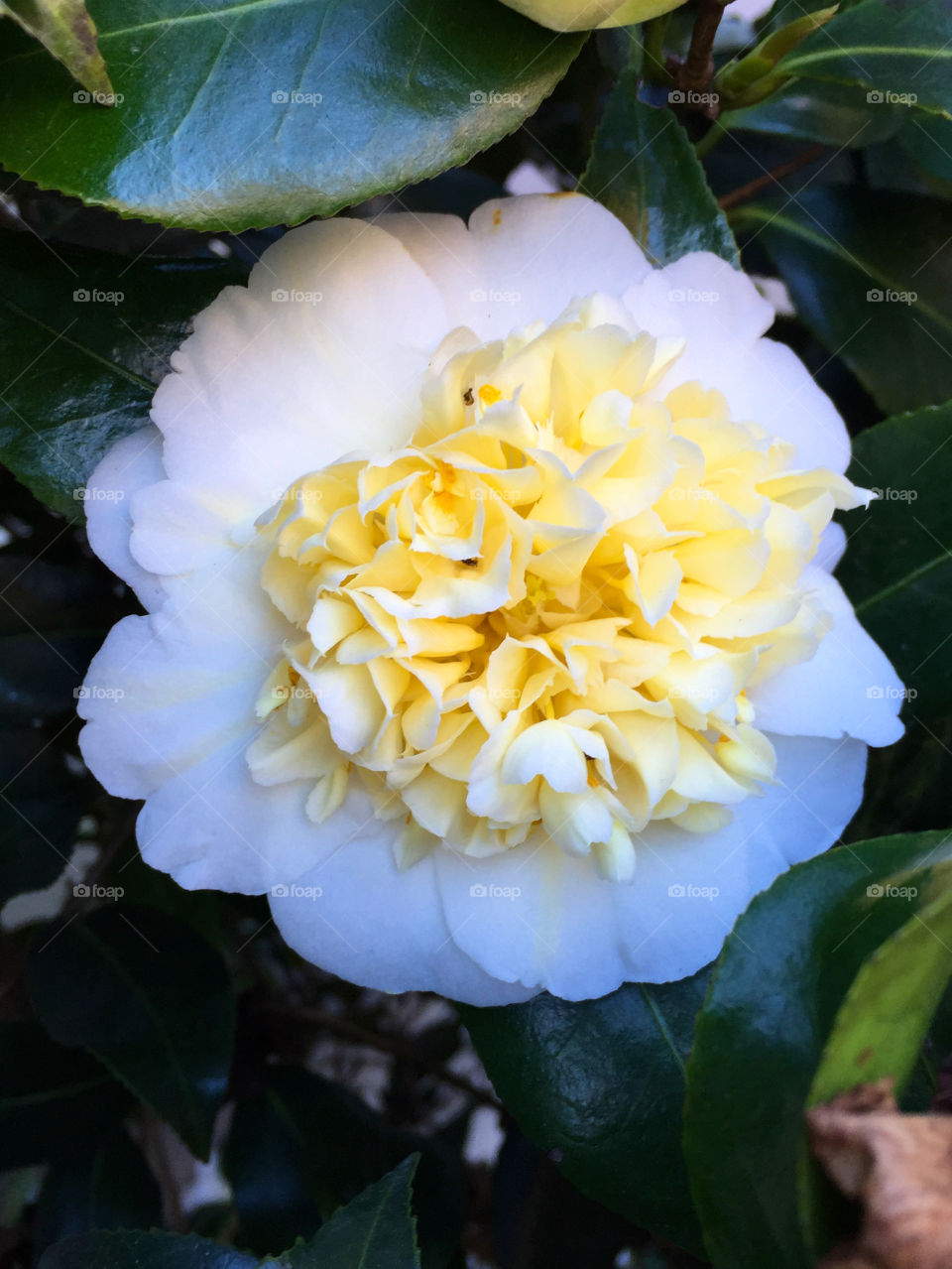 Camellia 