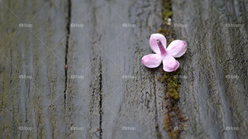 Single lilac flower on dark wood