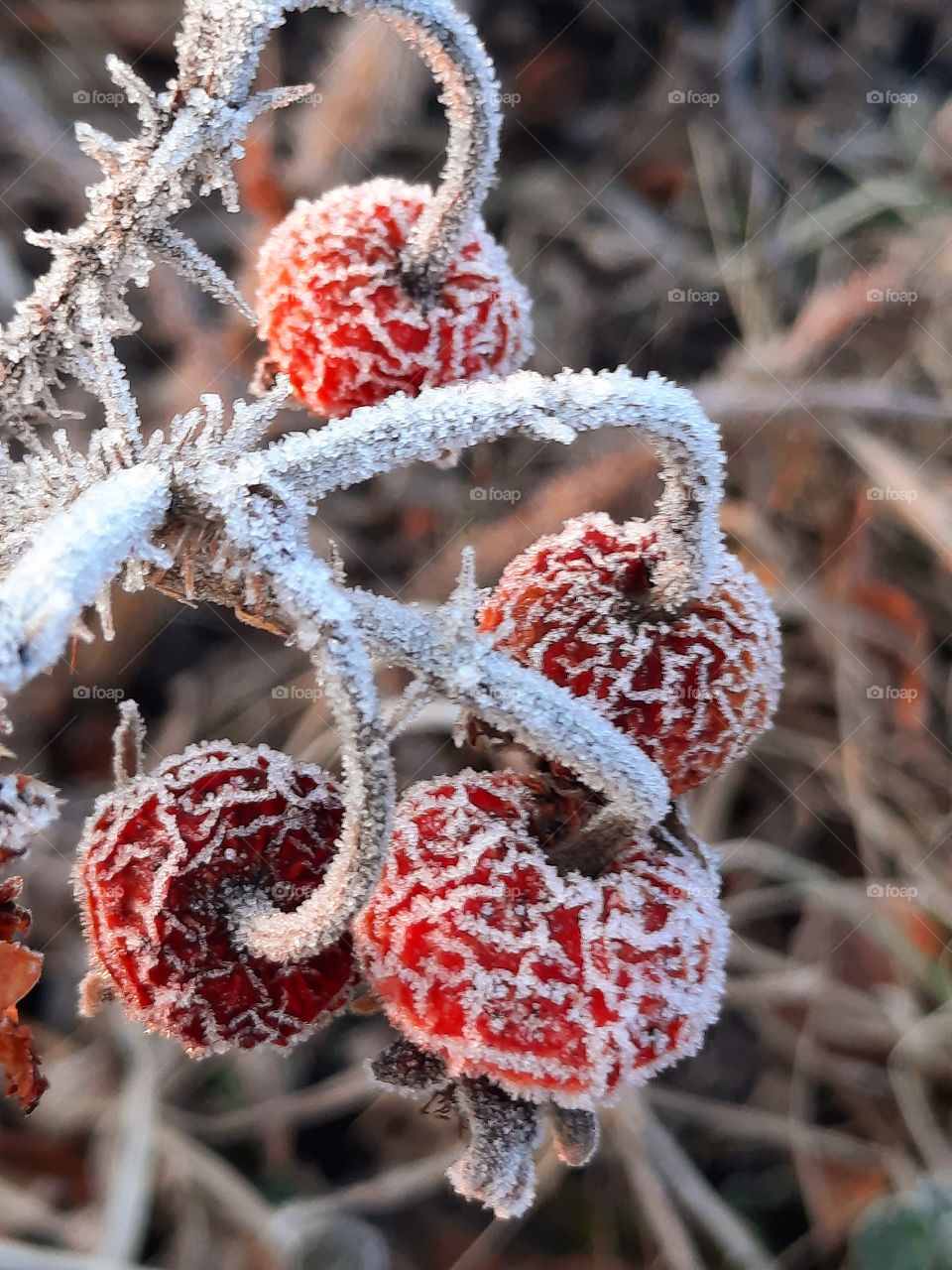 frost covered red fruits of confiture rose at sunny morning