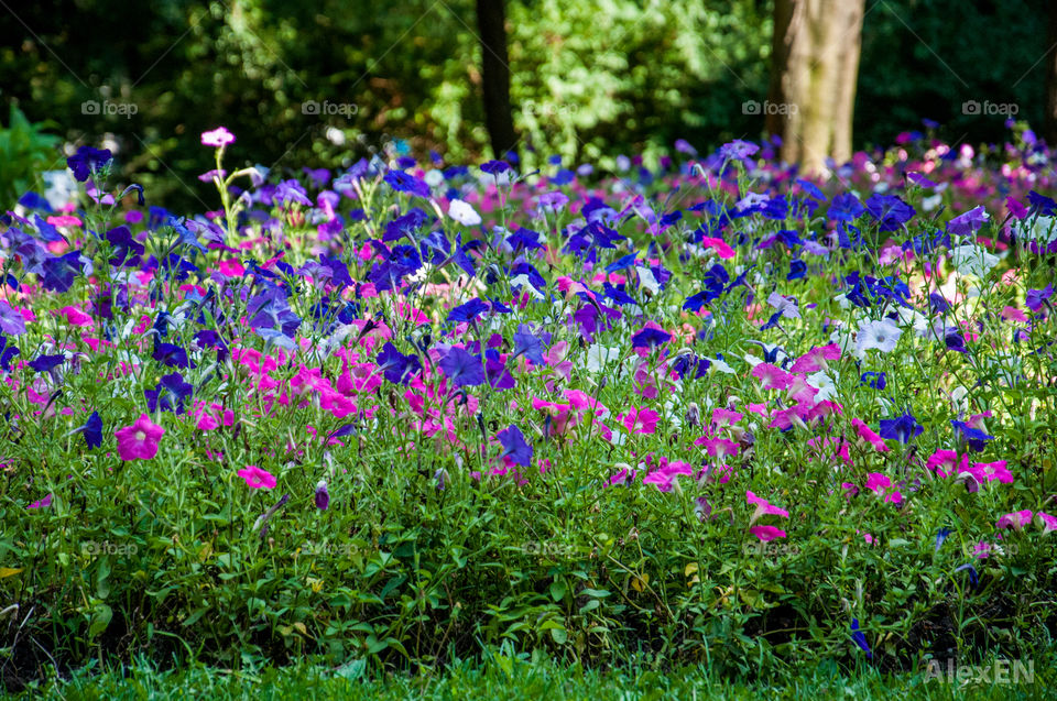 Flower field