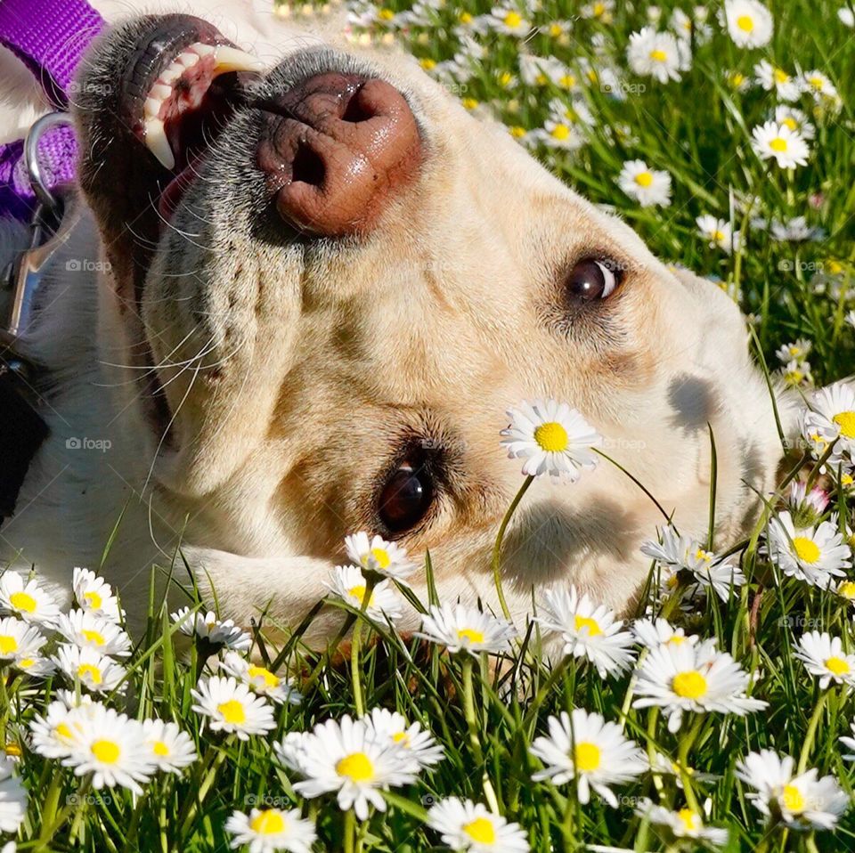 Yellow Labrador dog poses for selfie in a field of daisies 